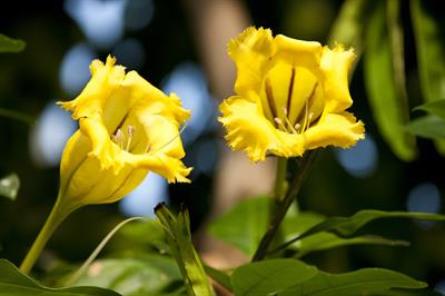 Maxima Solandra